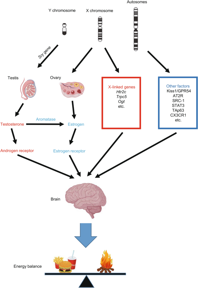 Role of hypothalamic tanycytes in nutrient sensing and energy balance, Proceedings of the Nutrition Society