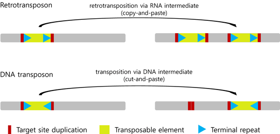 The Genomes And Transposable Elements In Plants: Are They Friends Or Foes?  | Springerlink The Genomes And Transposable Elements In Plants: Are They Friends Or Foes?  | Springerlink