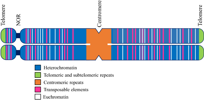 The C And G Value Paradox With Polyploidy Repeatomes Introns Phenomes And Cell Economy Springerlink