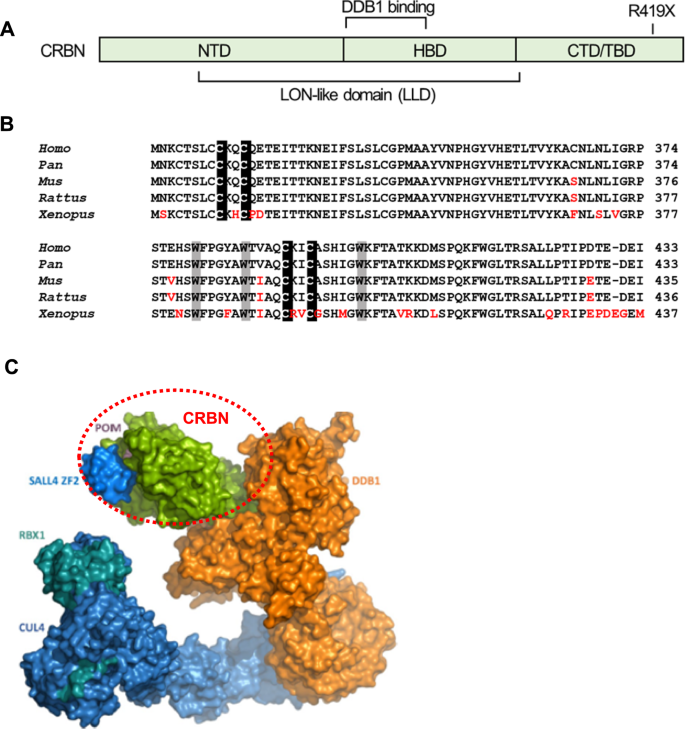 Epigenetic regulation of Cereblon in cancer: molecular mechanisms and ...