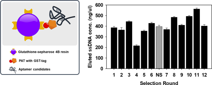 what is glutathione derived from The Glutathione System: A Journey from Cyanobacteria to Higher Eukaryotes