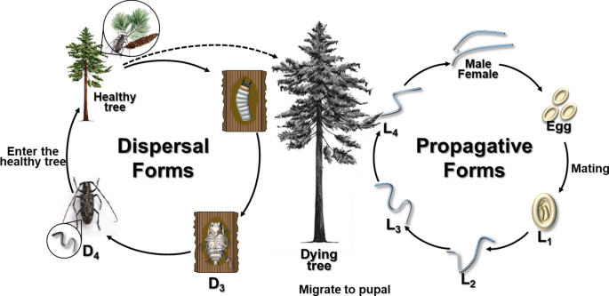 The Pine Wood Nematode Bursaphelenchus Xylophilus And Molecular Diagnostic Methods Springerlink