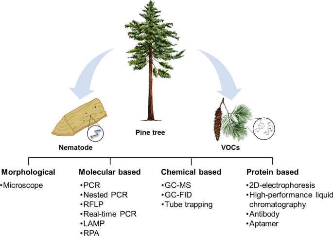 The Pine Wood Nematode Bursaphelenchus Xylophilus And Molecular Diagnostic Methods Springerlink