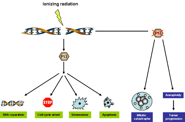 Radiation-induced cell death mechanisms | SpringerLink