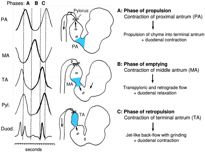 Diabetic Gastroparesis: Principles and Current Trends in Management