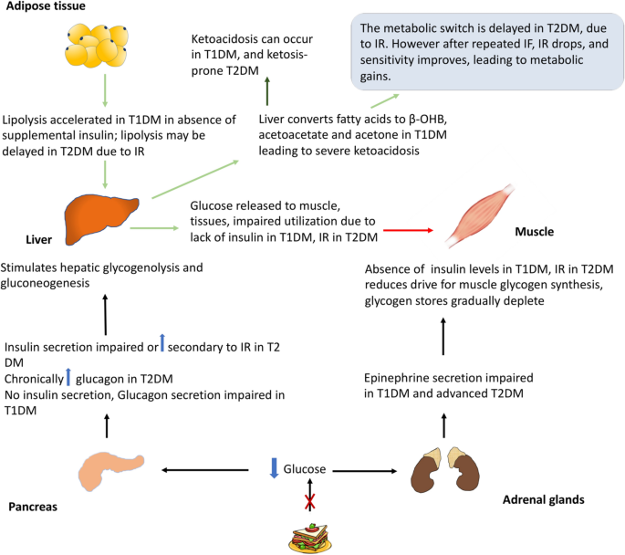 Ramadan and Diabetes: A Narrative Review and Practice Update | SpringerLink