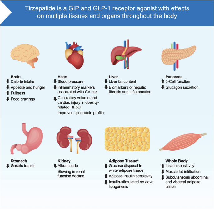 Insights into the Mechanism of Action of Tirzepatide: A Narrative Review |  Diabetes Therapy