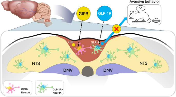 Insights into the Mechanism of Action of Tirzepatide: A Narrative Review |  Diabetes Therapy