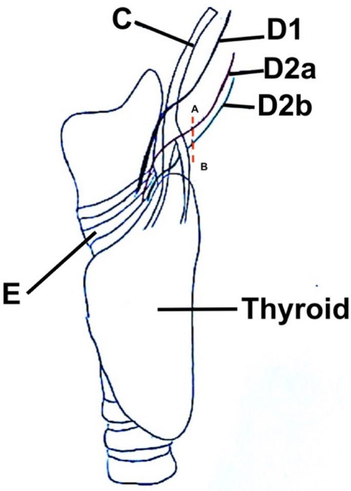 Surgical anatomy of the external branch of the superior laryngeal