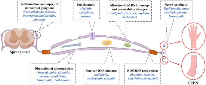 what is glutathione depletion glutathione molecular structure Glutathione Depletion and Stalwart  Anticancer Activity of Metallotherapeutics Inducing Programmed Cell Death:  Opening