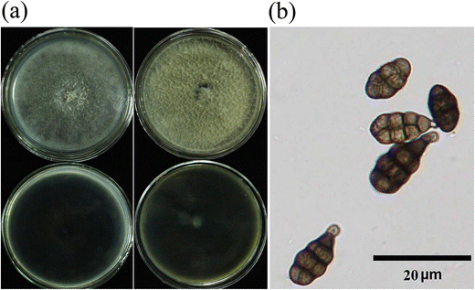 Phylogenetic and morphological characteristics of Alternaria alternata  causing leaf spot disease on Camellia sinensis in China | SpringerLink