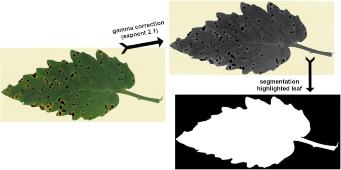 Determination Of The Severity Of Septoria Leaf Spot In Tomato Using Digital Images Springerlink