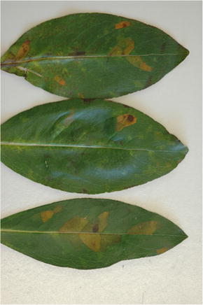 A New Species Of Pittosporum Described From The Poor Knights