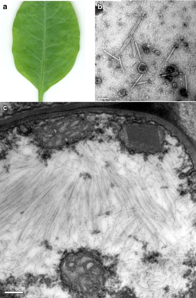 Tobacco mild green mosaic virus found naturally infecting Nicotiana glauca  in Brazil | Australasian Plant Disease Notes