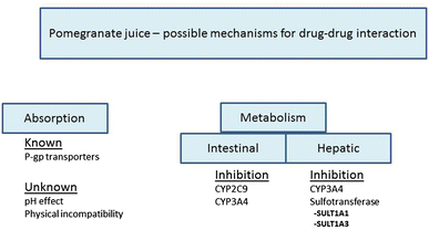 Is Pomegranate Juice A Potential Perpetrator Of Clinical Drug Drug Interactions Review Of The In Vitro Preclinical And Clinical Evidence Springerlink