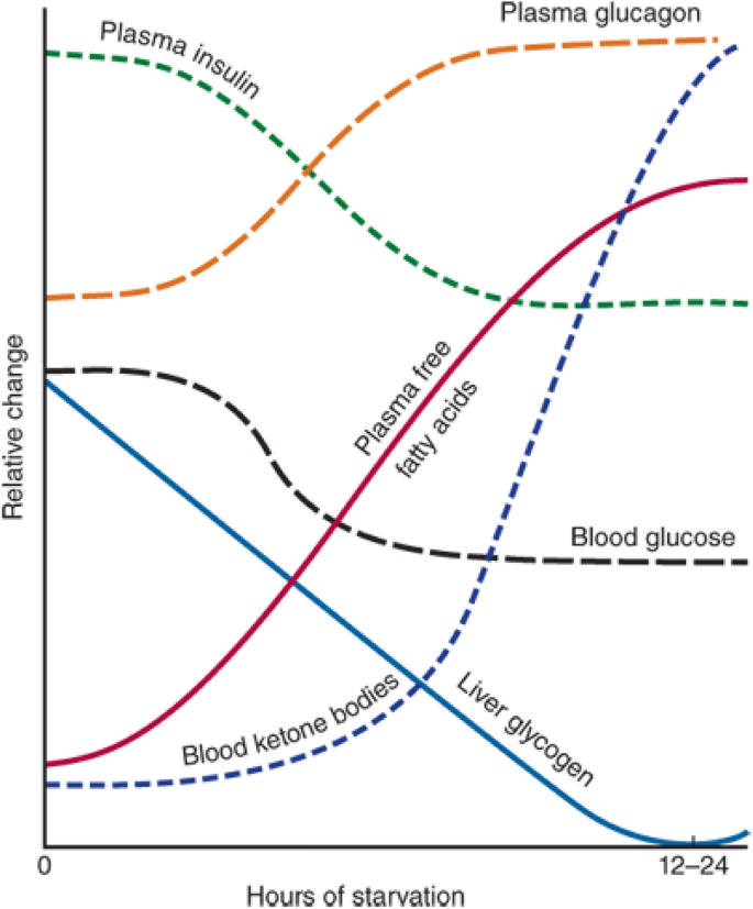 does fasting increase glutathione The Impact of Fasting on Major Metabolic Pathways of Macronutrients and  Pharmacokinetics Steps of Drugs | European Journal of Drug Metabolism and  Pharmacokinetics