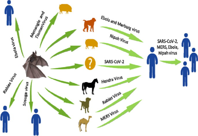 Bats and viruses: a death-defying friendship | SpringerLink