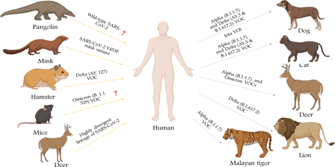Why cats and dogs are less susceptible to Omicron - The Hindu