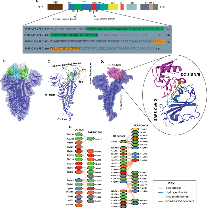 CD209L/L-SIGN and CD209/DC-SIGN Act as Receptors for SARS-CoV-2