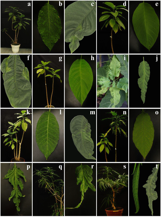 Infection by colombian datura virus induces leaf deformation associated  with Indigenous selection of angel's trumpet (Brugmansia spp.) |  VirusDisease
