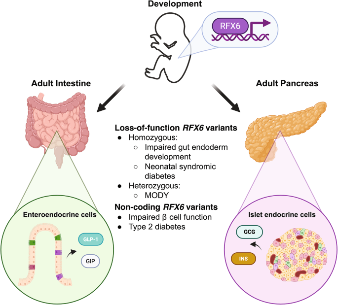 RFX6 expression is central to the development and function of the  neuroendocrine compartments of the pancreas and intestine and strongly  affects diabetes risk | Diabetology International
