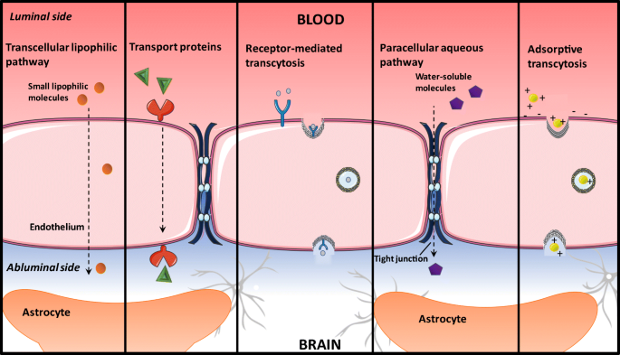 Delivery Across The Blood Brain Barrier Nanomedicine For Glioblastoma Multiforme Springerlink Delivery Across The Blood Brain Barrier Nanomedicine For Glioblastoma Multiforme Springerlink