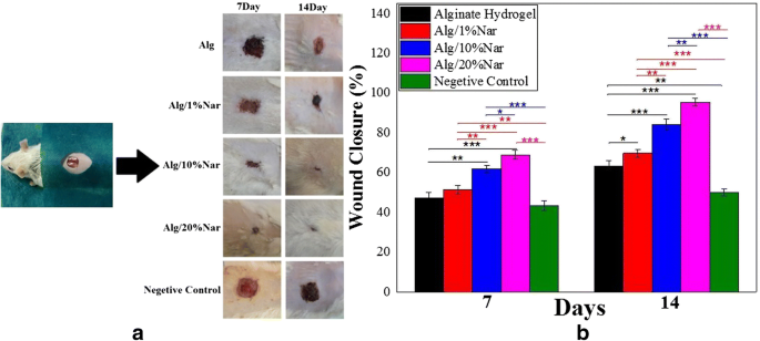 Accelerating Healing Of Excisional Wound With Alginate Hydrogel