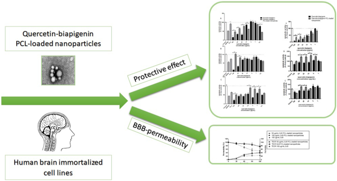 Quercetin-biapigenin nanoparticles are effective to penetrate the blood–brain  barrier | SpringerLink