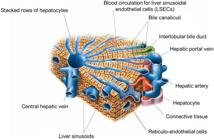 liver cells structure and function