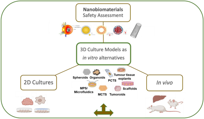 Three-dimensional (3D) liver cell models - a tool for bridging the gap between animal studies and clinical trials when screening liver accumulation and toxicity of nanobiomaterials | SpringerLink Three-dimensional (3D) liver cell models - a tool for bridging the gap between animal studies and clinical trials when screening liver accumulation and toxicity of nanobiomaterials | SpringerLink