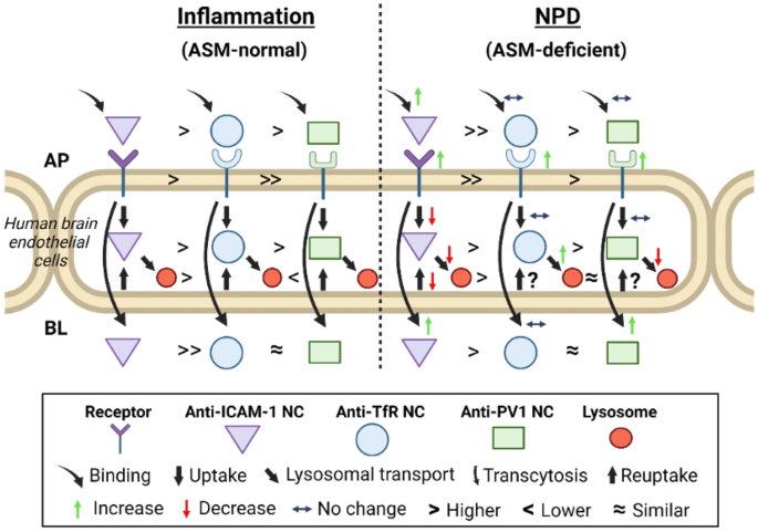 Niemann-Pick disease type-B: a unique case report with compound