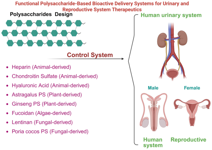 Functional Delivery System Powder Functional polysaccharide-based bioactive delivery systems for urinary ...