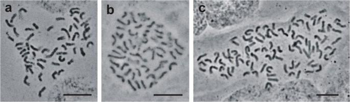 PDF) Comparative karyotype analysis of three Passiflora L. species and  cytogenetic characterization of somatic hybrids