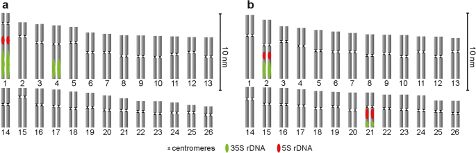 PDF) Comparative karyotype analysis of three Passiflora L. species and  cytogenetic characterization of somatic hybrids