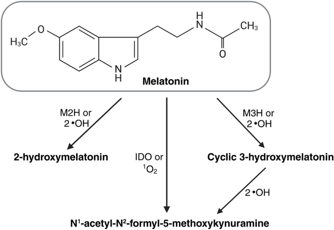 Melatonin in crop plants: from biosynthesis through pleiotropic effects to  enhanced stress resilience | Journal of Applied Genetics | Springer Nature  Link