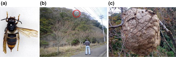 Review of the invasive yellow-legged hornet, Vespa velutina nigrithorax  (Hymenoptera: Vespidae), in Japan and its possible chemical control |  SpringerLink