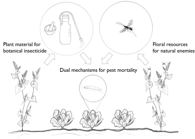 Natural enemy enhancement and botanical insecticide source: a review of  dual use companion plants | SpringerLink