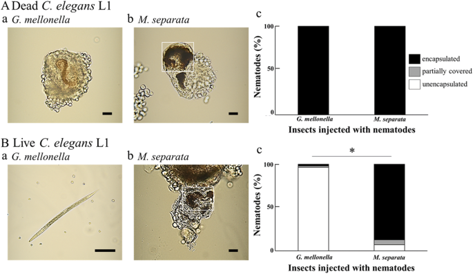 Comparison of cellular encapsulation with nematodes in two lepidopteran  insects | Applied Entomology and Zoology | Springer Nature Link