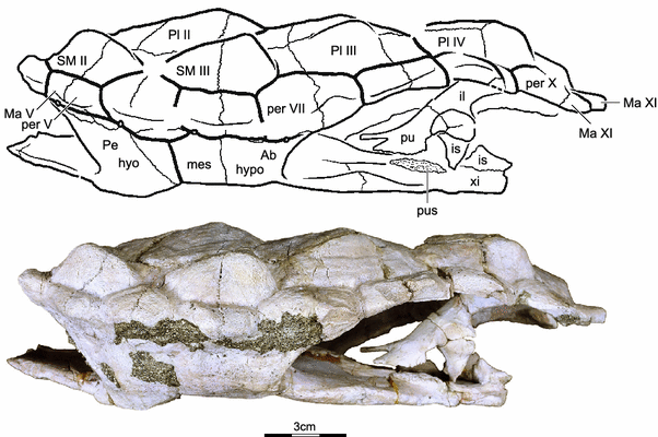 The shell and pelvic anatomy of the Late Jurassic turtle Platychelys  oberndorferi based on material from Solothurn, Switzerland | Swiss Journal  of Palaeontology | Full Text