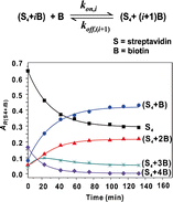 Dissociation Kinetics of the Streptavidin–Biotin Interaction Measured Using  Direct Electrospray Ionization Mass Spectrometry Analysis | SpringerLink