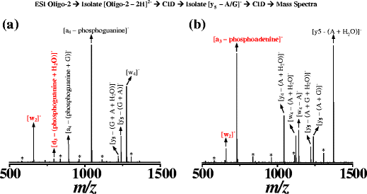 Dna Oligonucleotide Fragment Ion Rearrangements Upon Collision Induced Dissociation Springerlink