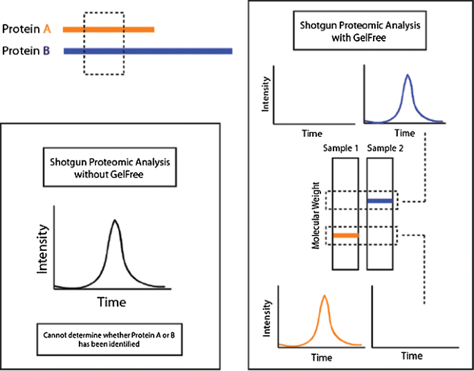 Visualization and Dissemination of Multidimensional Proteomics Data  Comparing Protein Abundance During Caenorhabditis elegans Development |  SpringerLink