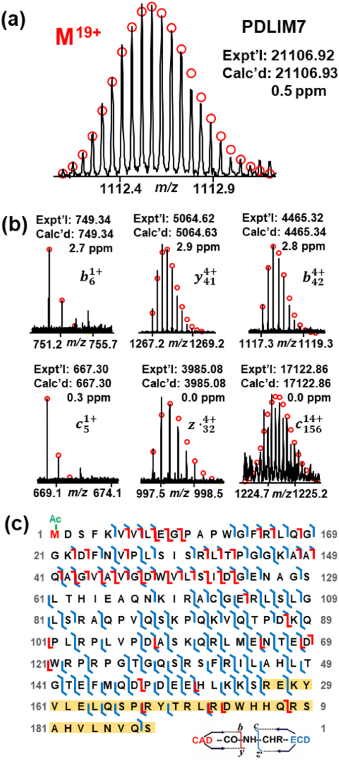 Top Down Mass Spectrometry Of Sarcomeric Protein Post Translational Modifications From Non Human Primate Skeletal Muscle Springerlink