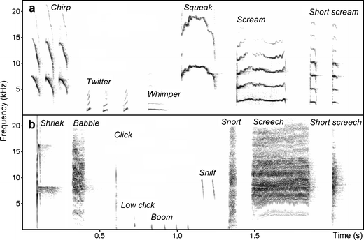 Vocal repertoire ontogeny of the captive Asian house shrew Suncus murinus  suggests that the male courtship call develops from the caravanning call of  the young | SpringerLink