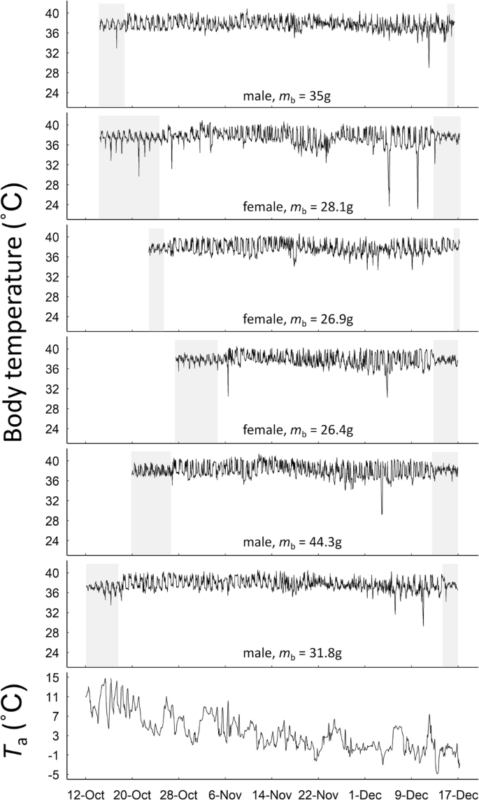 Body Temperature Variation In Free Living And Food Deprived Yellow Necked Mice Sustains An Adaptive Framework For Endothermic Thermoregulation Springerlink