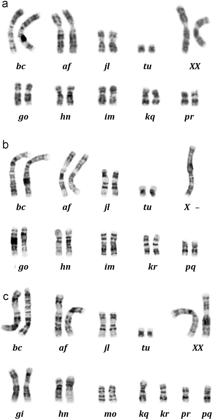New karyotypes of the common shrew Sorex araneus (Lipotyphla ...