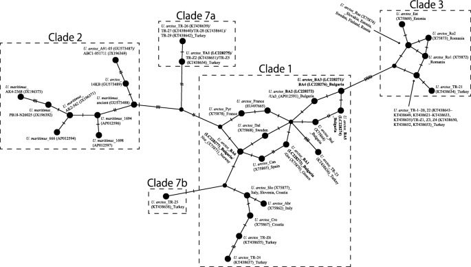 Mitochondrial Haplogrouping Of The Ancient Brown Bears Ursus Arctos In Bulgaria Revealed By The Aplp Method Springerlink