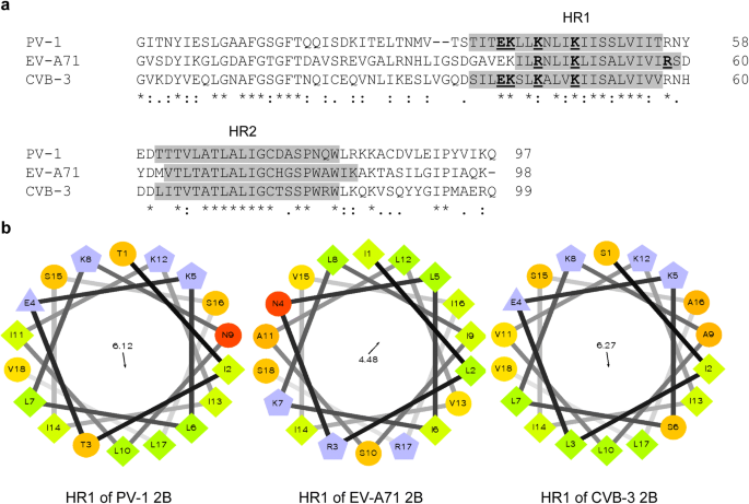 A Nonstructural 2b Protein Of Enterovirus A71 Increases Cytosolic Ca 2 And Induces Apoptosis In Human Neuroblastoma Sh Sy5y Cells Springerlink