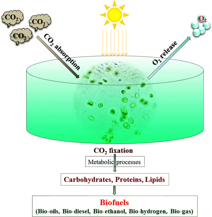 Photosynthetic microalgaeu2013based carbon sequestration and 