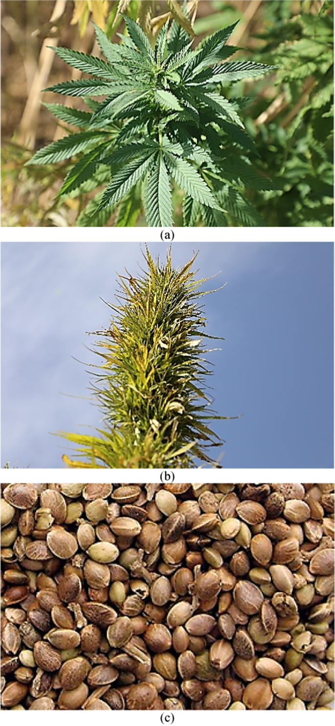 The Production Of Methyl Ester From Industrial Grade Hemp Cannabis Sativa L Seed Oil A Perspective Of Turkey The Optimization Study Using The uchi Method Springerlink